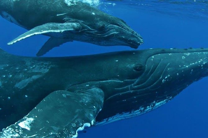 Whale Watch Excursion From the Big Island - Why Choose This Whale Watching Tour