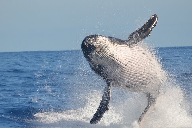 Whale Watching, Cayo Levantado and Limón Waterfall in Samaná - Logistics and Booking Details