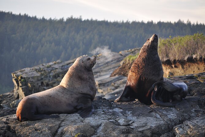 Whale Watching + Deception Pass Tour Review - Weather Preparedness and Dress Code