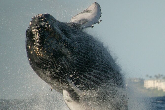 Whale Watching Expedition on Kauai - What to Expect on the Whale Watching Expedition