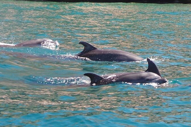 Whale Watching Snorkel Combo - Safety Guidelines