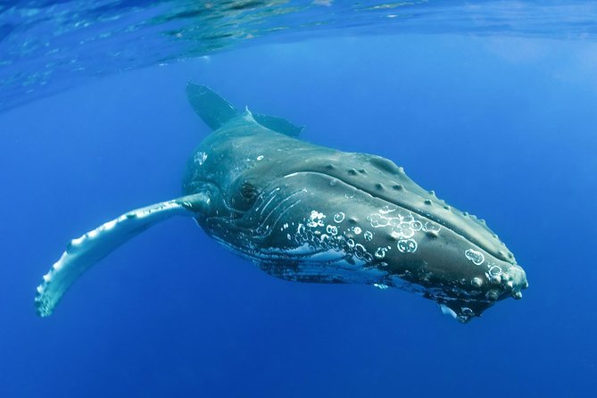 Whalewatch Deluxe Tour From Maalaea Harbor - Accessibility and Accommodations