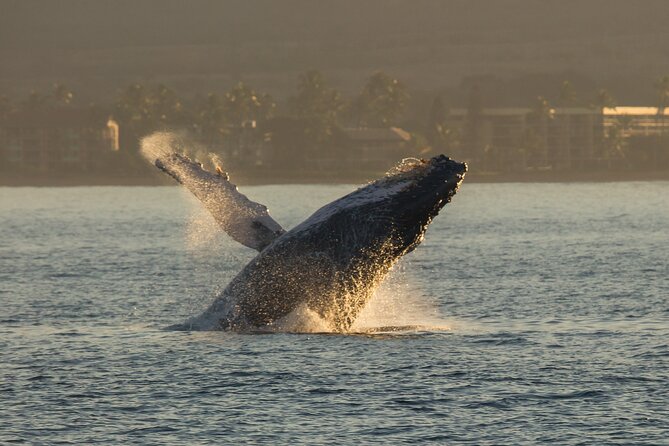 Whalewatch Sail Deluxe Tour From Maaleae - Whale Behavior and Sightings