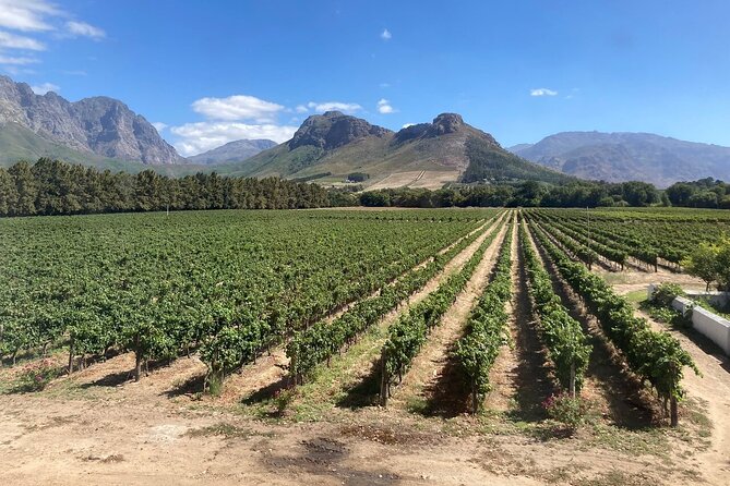 Wine Tasting in Cape Winelands Tour - Customer Reviews