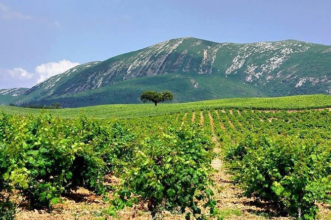 Wine Tasting – Private Half-Day Tour
