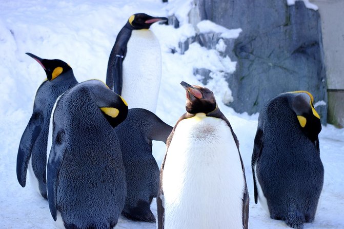 Winter in Hokkaido! Visit Asahiyama Zoo, the Frozen Ice Sea and Sunset Cruise - Garinko III Cruise: Sailing Through the Icy Landscape