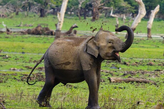 Yala National Park Private Jeep Safari From Colombo & Negombo - Cancellation Policy and Payment Options