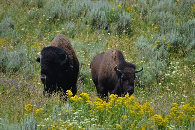 Yellowstone National Park 2 Day Tour Review - Frequently Asked Questions