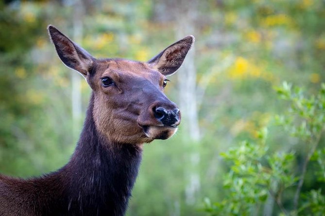 Yellowstone National Park Group Tour - Off-the-Beaten-Path Locations