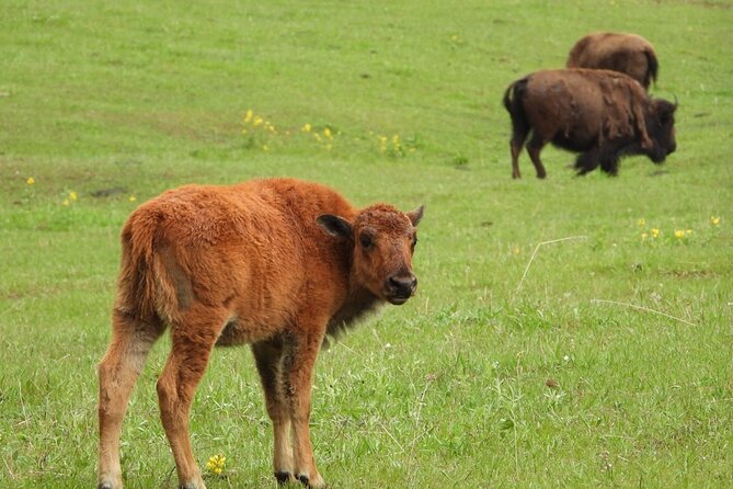 Yellowstone Private Full Day Tour - Booking and Cancellation Policy