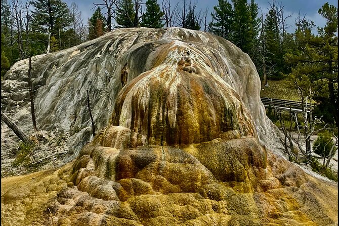Yellowstone Wildlife and Photo Tours "Upper Loop" Tour From Cody - Wildlife Spotting Highlights