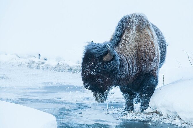 Yellowstone Winter Wildlife Safari From Gardiner - Customer Reviews and Feedback