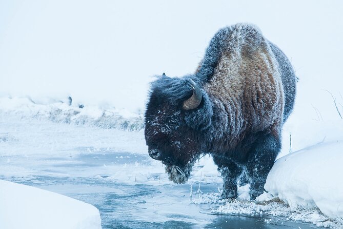 Yellowstone Winter Wildlife Safari From Paradise Valley - Cancellation and Booking Policies