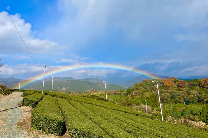 YokaBus Heritage in a Cup of a Yame Tea & Sake Tasting Expedition - Exploring the Yame Tea Region
