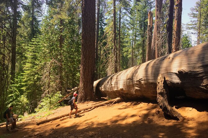 Yosemite and Giant Sequoias Day Tour - Host Responses and Commitments