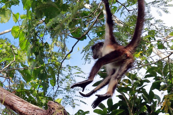 Zip Lining and Canoe Monkey Jungle in Tulum - Ideal Fitness Levels