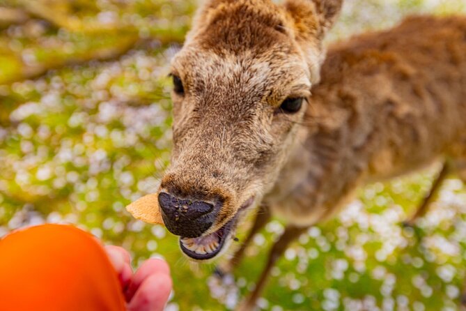 1 Day Walking Tour in Nara Palace Deer and Inkstick - Traveler Reviews