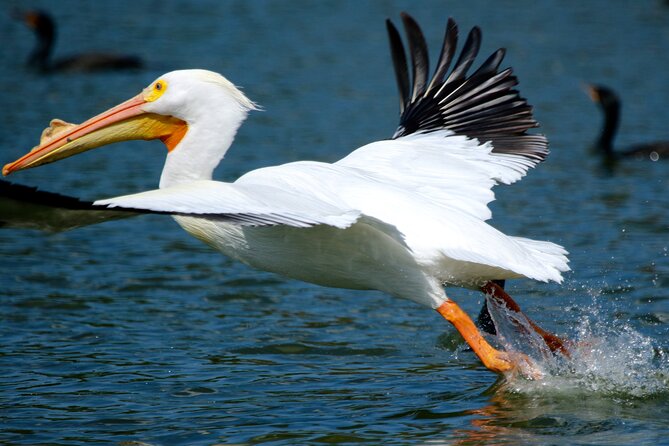 1 Hour Historical Wildlife Tour of The Famous Chain of Lakes - Discovering the Areas History