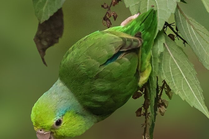 10 Days Birding Photo Tour From Andes to Amazon of Ecuador - What to Expect During the Tour