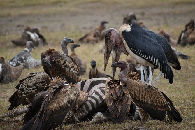 13 Days Best of Kenya and Tanzania BudgetSafari - Frequently Asked Questions