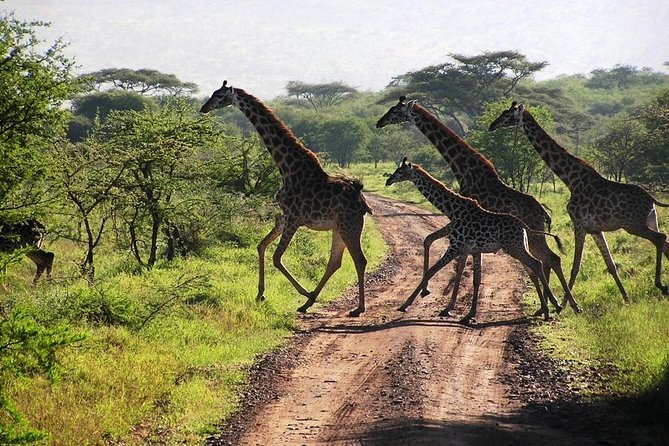 14-Days Kenya and Tanzania Camping Safari From Nairobi - Traveler Requirements and Recommendations