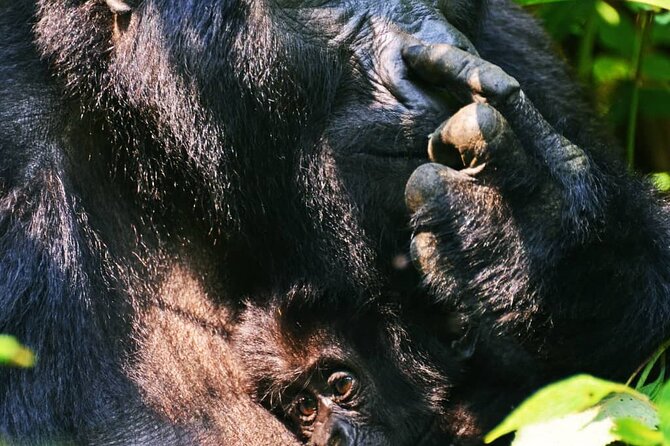 14 Days Uganda Wildlife and Primate Safari With Bigfive - Frequently Asked Questions