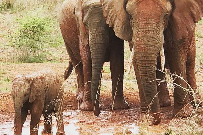 2 Days Akagera National Park Wildlife Safari - Traveler Feedback and Reviews
