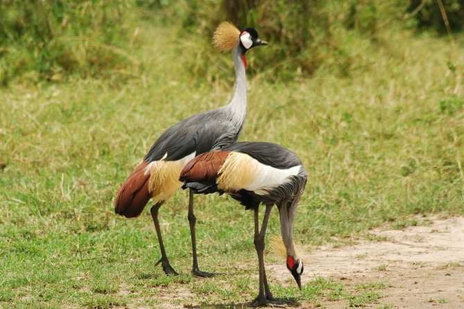 2 Days Lodge Safari - Lake Manyara and Ngorongoro Crater - Accommodation Options