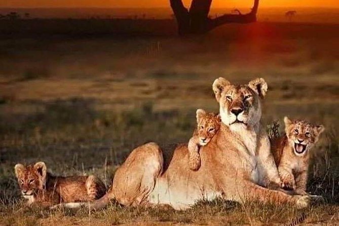 2 Days Tarangire & Ngorongoro Budget Camping Safari Tour Tanzania - Frequently Asked Questions
