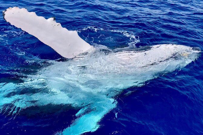 2 Hour Prime Time Maui Whale Watching - Capturing Unforgettable Memories