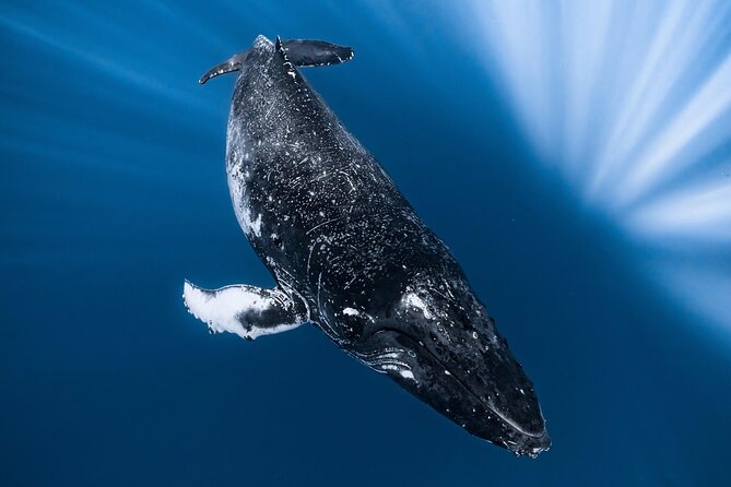 2Hour Whale Watching and Boat Cruise in Haleiwa Oahu Hawaii - Why Choose Haleiwa for Whale Watching
