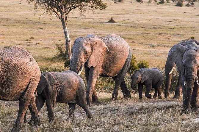 3-DAY Best Maasai Mara Safari (POPULAR) - Booking Process
