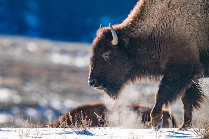 3 Day Wildlife Photography Tour in Yellowstone National Park - Past Participant Reviews