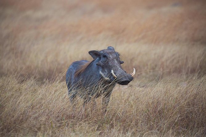 3 Days Maasai Mara Budget Safari - Frequently Asked Questions