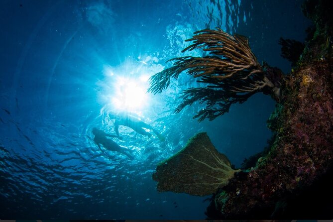 3HR Emerald Reef Snorkeling, Iguana Island and Shipwreck Tour - Pricing and Additional Information