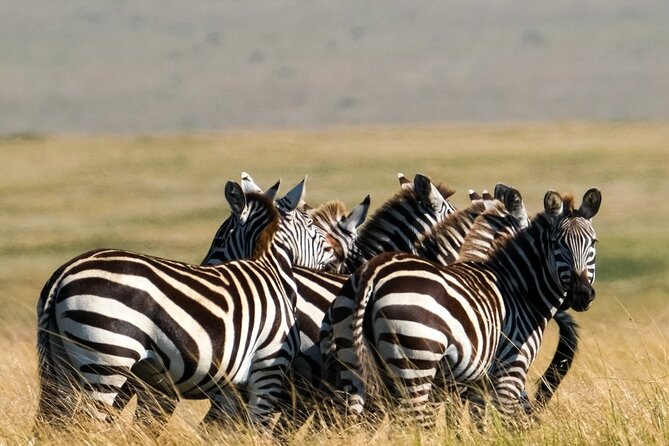 4-Day Northern Tanzania Camping Tour Safari - Frequently Asked Questions