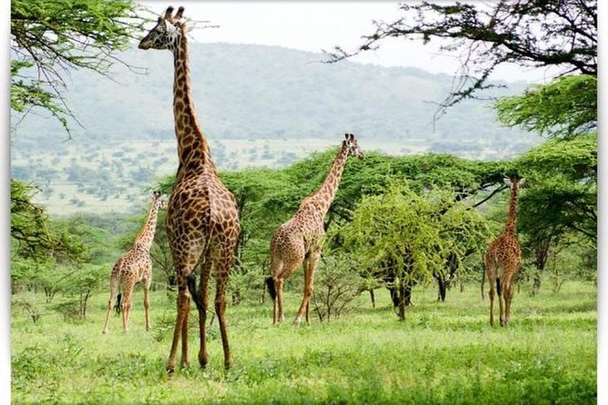 4 Day Private Camping Safari in Serengeti,Ngorongoro and Tarangire National Park - Frequently Asked Questions