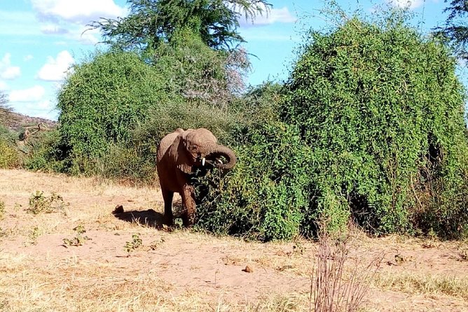 4-Day Tsavo East West and Amboseli National Park From Mombasa - Frequently Asked Questions