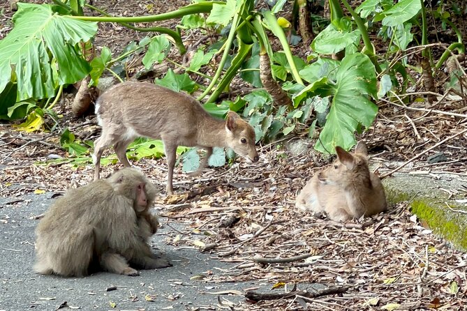4 Hour Guided Cycling Experience in Yakushima - Cycling Safety and Precautions