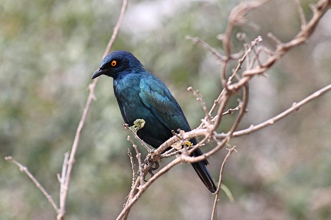 5 Day All Incl. Private Kruger Park Safari With Optional Panorama - Frequently Asked Questions