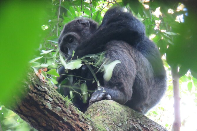 5-Day Bwindi Gorilla and Chimpanzee Trekking Safari in Uganda - Tips for Travelers