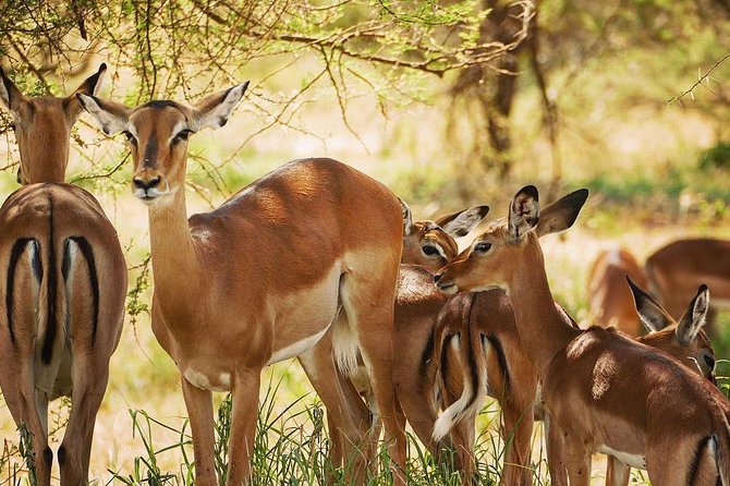 5 Days Tanzania Wilderness Camping Tour. - Frequently Asked Questions