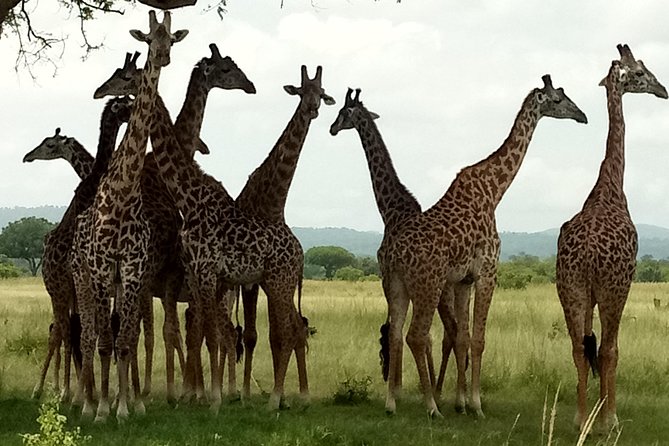 6 Days Safari to Mikumi Np, Udzungwa Mountain NP and Nyerere NP (Selous GR) - Frequently Asked Questions