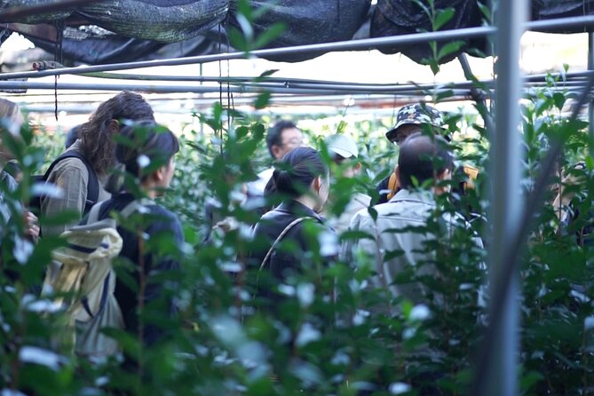 7 Day Craftsmanship of Tea Tour in Kyoto, Uji and Aizu-wakamatsu - Taking in Aizu-wakamatsus Tea Culture