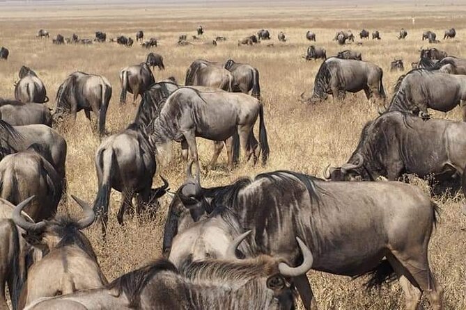 7 Days Tour Northern Tanzania Safari: - Frequently Asked Questions