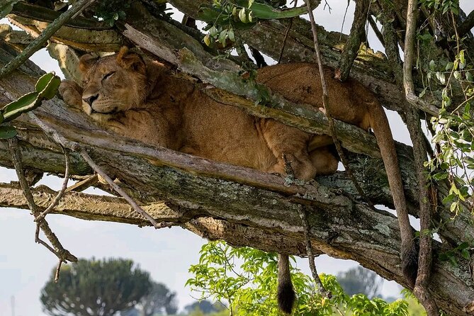 9-Day Private Uganda Wildlife Safari - Frequently Asked Questions