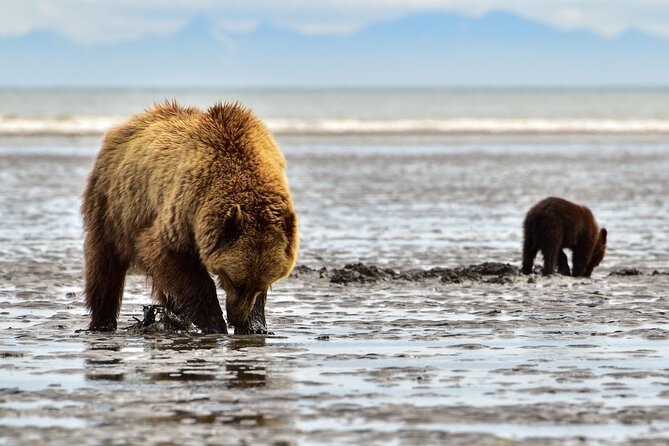 Alaska Bear Viewing Adventure From Seward - Frequently Asked Questions
