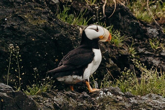 Alaska Wildlife Tour in Kachemak Bay - Traveler Feedback and Concerns