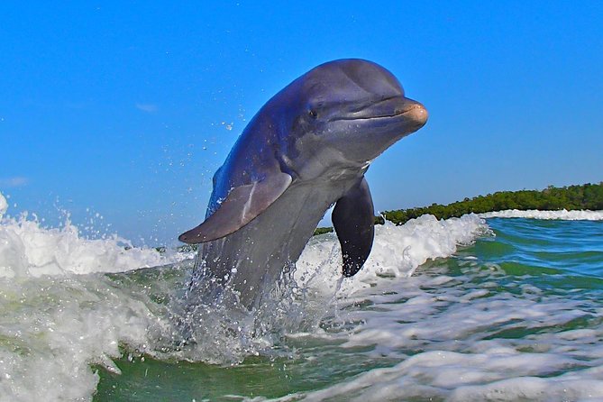 Avis Premium Dolphin Tour by Jet Ski - Traveler Reviews and Ratings