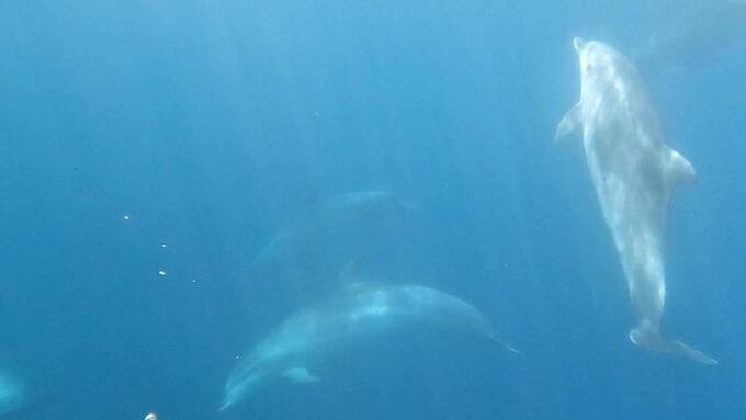 Basque Country: Dolphin Watching Boat Trip - Directions and Logistics
